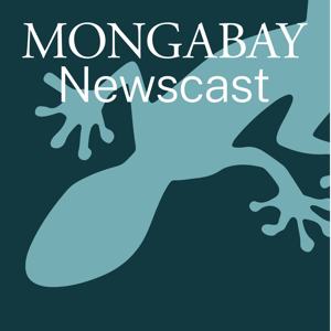 Mongabay Newscast