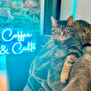 Coffee & Cults: Everything You Don't Know About Hollywood